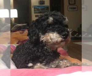 Poodle (Miniature)-Unknown Mix Dogs for adoption in Rochester, NY, USA