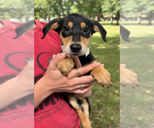 Mutt Dogs for adoption in Elmsford, NY, USA