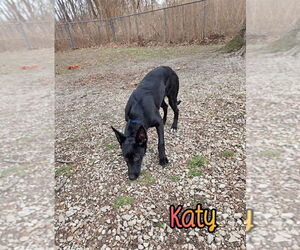 German Shepherd Dog Dogs for adoption in Port Clinton, OH, USA