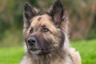 German Shepherd Dog Dogs for adoption in Silverton, OR, USA