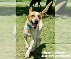 Mutt Dogs for adoption in Gulfport, MS, USA
