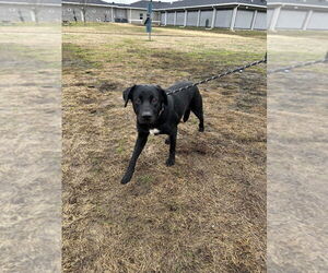 Rottweiler-Siberian Husky Mix Dogs for adoption in Evansville, IN, USA