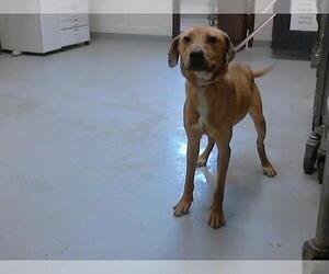 Labrador Retriever-Unknown Mix Dogs for adoption in Fayetteville, NC, USA