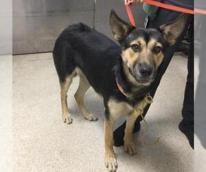 German Shepherd Dog-Unknown Mix Dogs for adoption in Riverside, CA, USA