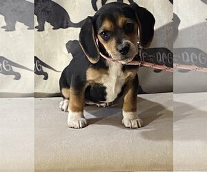 Boglen Terrier Dogs for adoption in HOPKINSVILLE/PRINCETON, KY, NH, USA