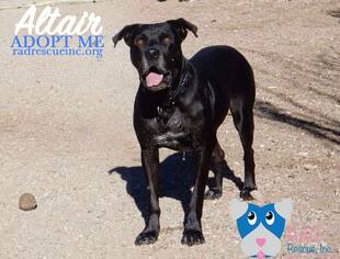 Labrador Retriever-Unknown Mix Dogs for adoption in Cortaro, AZ, USA