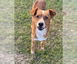 Labrador Retriever-Unknown Mix Dogs for adoption in Conroe, TX, USA