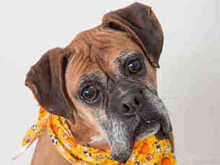 Boxer Dogs for adoption in South Lake Tahoe, CA, USA