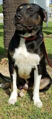Boxweiler Dogs for adoption in Houston, TX, USA