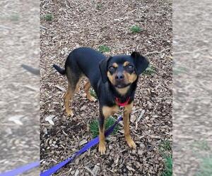 Mutt Dogs for adoption in Waterford, VA, USA