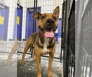 American Pit Bull Terrier Dogs for adoption in Bakersfield, CA, USA