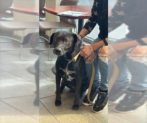 Labrador Retriever Dogs for adoption in San Antonio, TX, USA