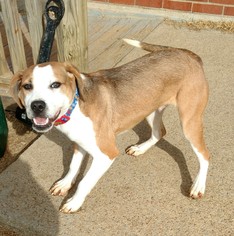 Medium Photo #1 Beagle-Unknown Mix Puppy For Sale in Bardstown, KY, USA
