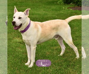 Golden Retriever-Unknown Mix Dogs for adoption in Walnutport, PA, USA