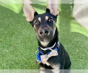 German Shepherd Dog Dogs for adoption in Redwood City, CA, USA