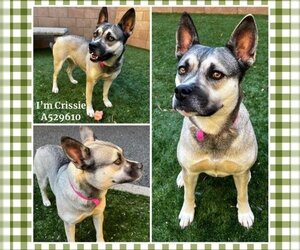 American Pit Bull Terrier-Siberian Husky Mix Dogs for adoption in Moreno Valley, CA, USA