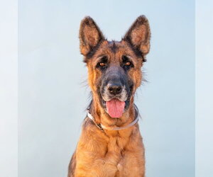 German Shepherd Dog Dogs for adoption in Pasadena, CA, USA