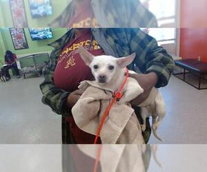 Chihuahua-Unknown Mix Dogs for adoption in Louisville, KY, USA