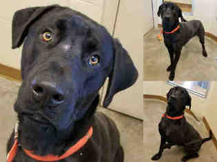Medium Photo #1 Great Dane-Labrador Retriever Mix Puppy For Sale in Texas City, TX, USA