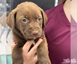 Labrador Retriever-Retriever  Mix Dogs for adoption in Washington, DC, USA