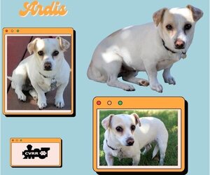 Dachshund-Jack Russell Terrier Mix Dogs for adoption in Lindsay, CA, USA