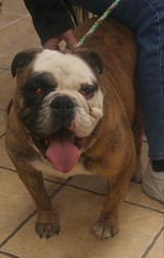 Bulldog Dogs for adoption in Wilmington, DE, USA