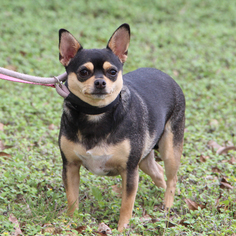 Medium Photo #1 Chihuahua Puppy For Sale in Helotes, TX, USA