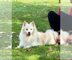 American Eskimo Dog Dogs for adoption in Rockaway, NJ, USA
