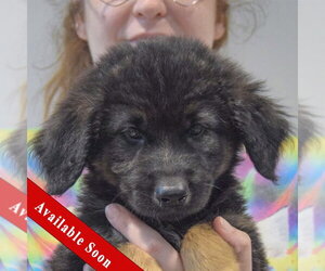 Golden Shepherd Dogs for adoption in Huntley, IL, USA