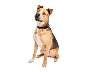 American Staffordshire Terrier-Unknown Mix Dogs for adoption in Holly Springs, NC, USA