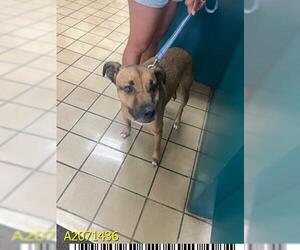 German Shepherd Dog-Unknown Mix Dogs for adoption in West Palm Beach, FL, USA