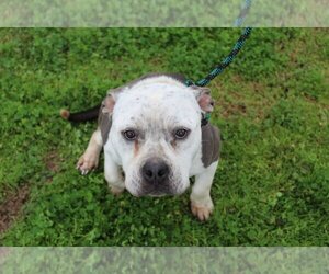 American Bulldog Dogs for adoption in Abbeville, LA, USA