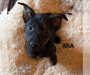 Labrador Retriever-Unknown Mix Dogs for adoption in Woodbury, NY, USA