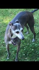 Italian Greyhound Dogs for adoption in Farmington, CT, USA