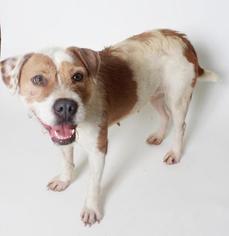 Mutt Dogs for adoption in Columbus, GA, USA