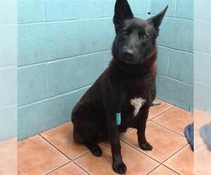German Shepherd Dog-Unknown Mix Dogs for adoption in Downey, CA, USA