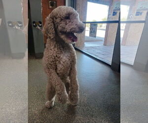 Goldendoodle (Miniature) Dogs for adoption in Glendale , AZ, USA