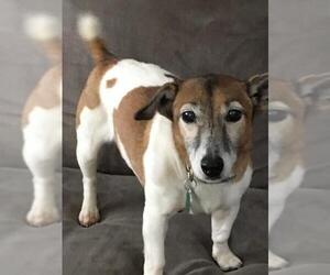 Jack Russell Terrier Dogs for adoption in Gibbstown, NJ, USA