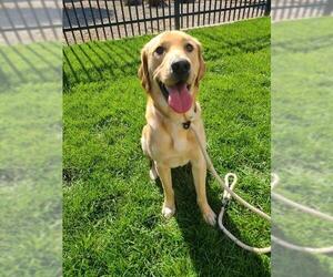 Golden Labrador Dogs for adoption in Ogden, UT, USA