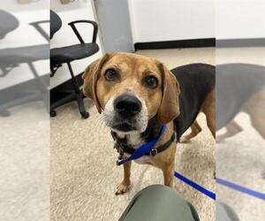 American Foxhound-Beagle Mix Dogs for adoption in Boston, MA, USA