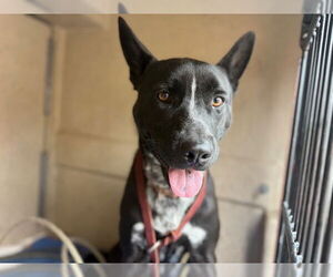 Labrador Retriever-Unknown Mix Dogs for adoption in Redwood City, CA, USA