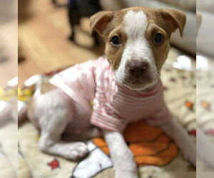 Labrador Retriever-Unknown Mix Dogs for adoption in Spring Lake, NC, USA