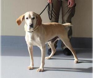 English Coonhound Dogs for adoption in Louisville, KY, USA