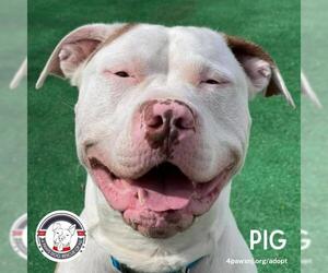 American Bulldog-Unknown Mix Dogs for adoption in Newfield, NJ, USA