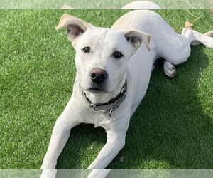 Basenji-Labrador Retriever Mix Dogs for adoption in Clovis, CA, USA