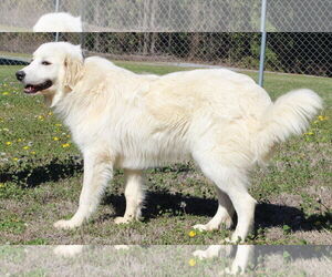 Great Pyrenees Dogs for adoption in Prattville, AL, USA
