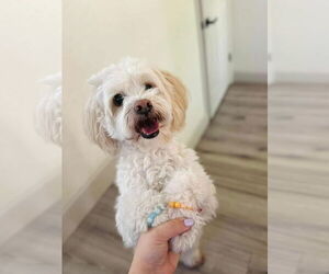 Maltipoo (Miniature) Dogs for adoption in Phoenix, AZ, USA
