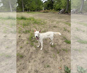 - Mix Dogs for adoption in Hoffman Estates, IL, USA
