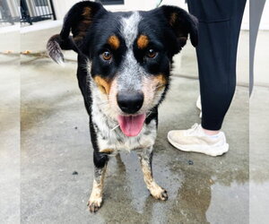 Mutt Dogs for adoption in Houston, TX, USA