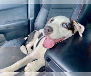 Huskies -Unknown Mix Dogs for adoption in Mesa, AZ, USA